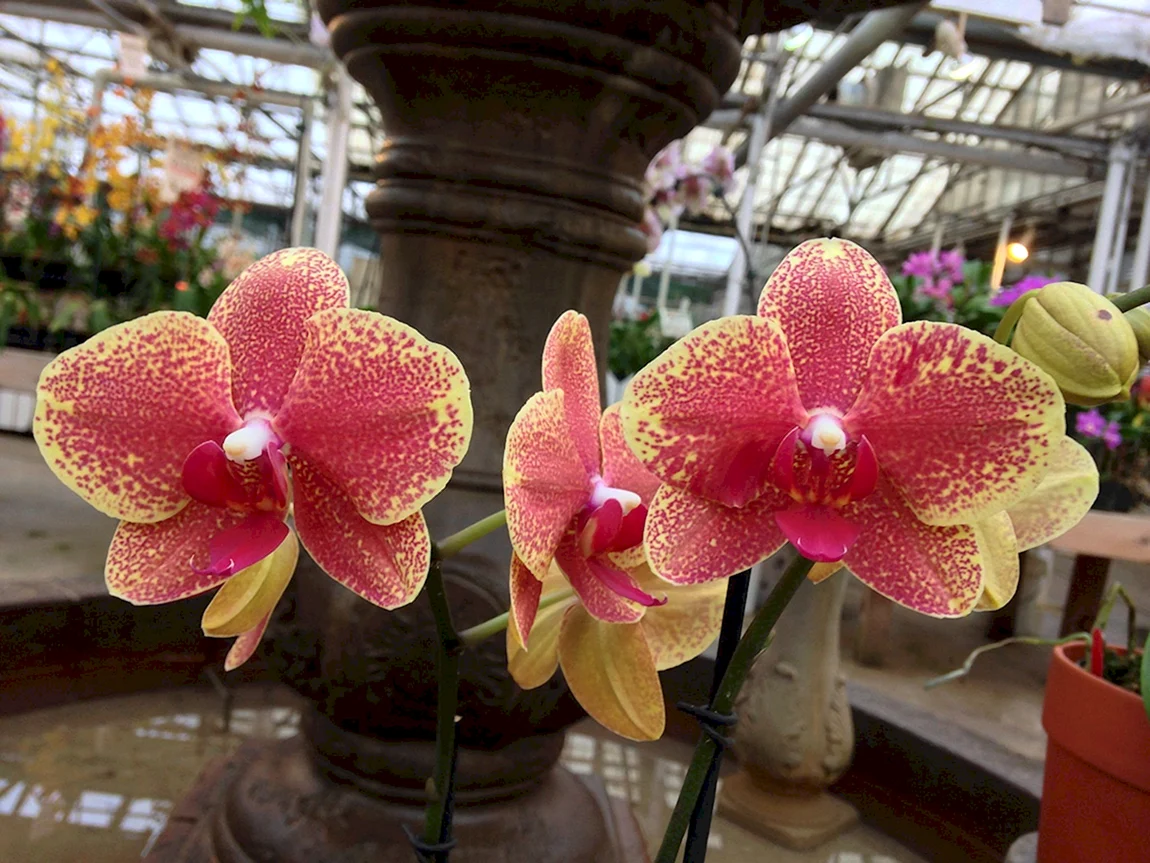 Орхидея Phalaenopsis KV Charmer
