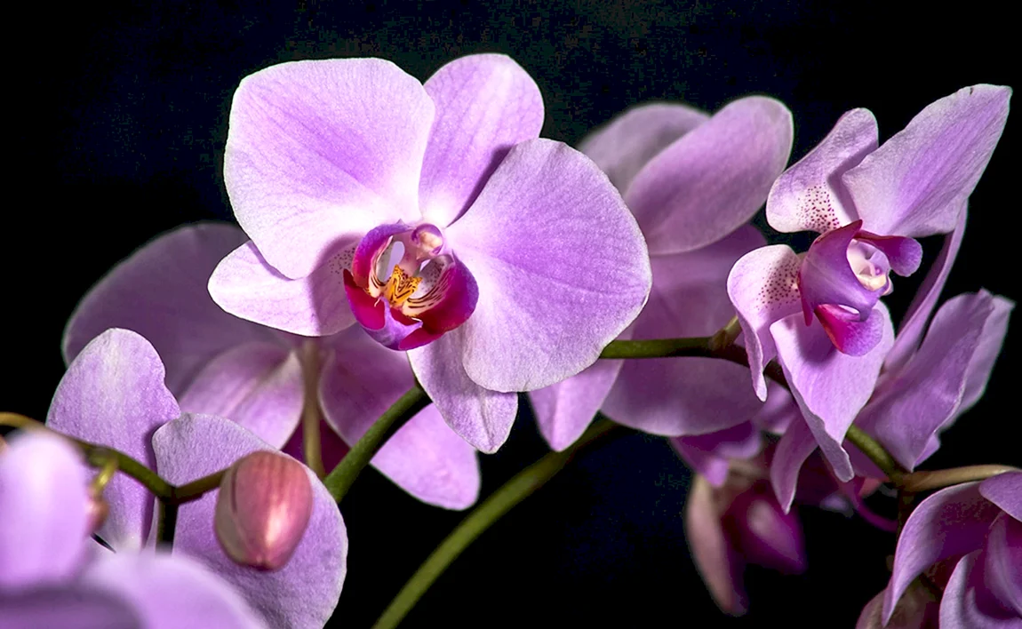 Орхидея Phalaenopsis Manila