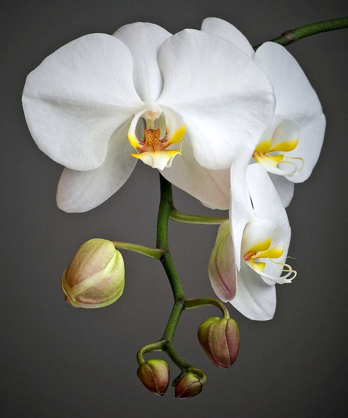 Орхидея Phalaenopsis Mikimoto