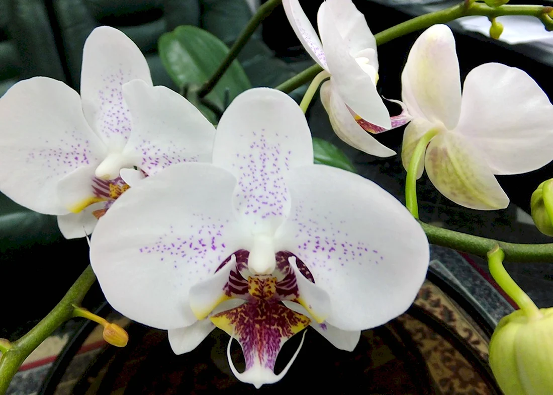 Орхидея Phalaenopsis Radiance