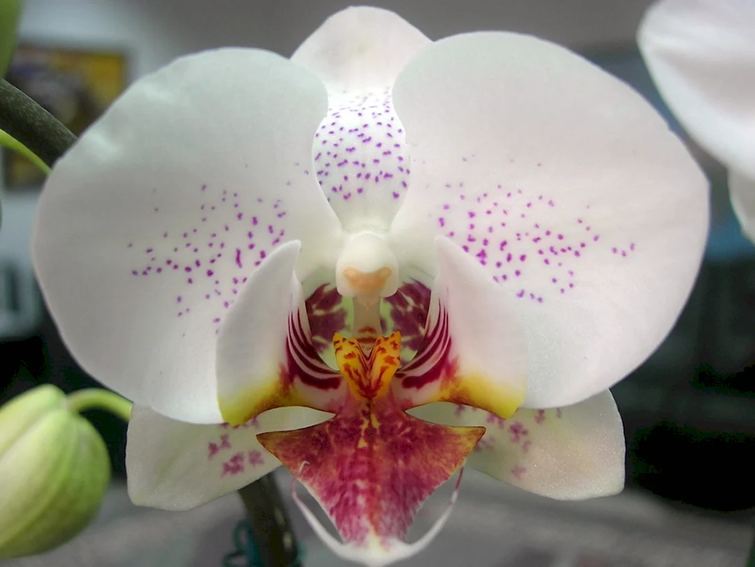 Орхидея Phalaenopsis Radiance