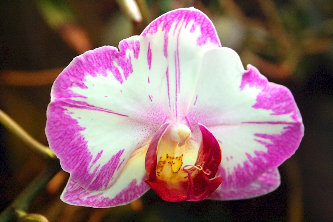 Орхидея Phalaenopsis sparkling moments