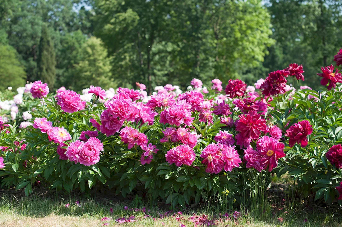 Paeonia lactiflora