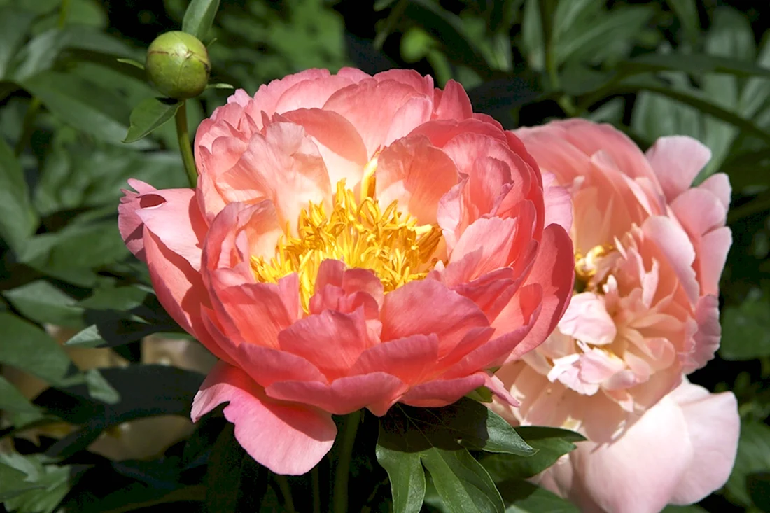 Paeonia пион Lowell Thomas