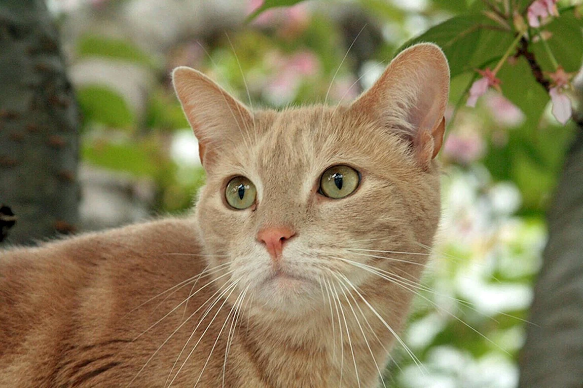 Палевая короткошерстная кошка
