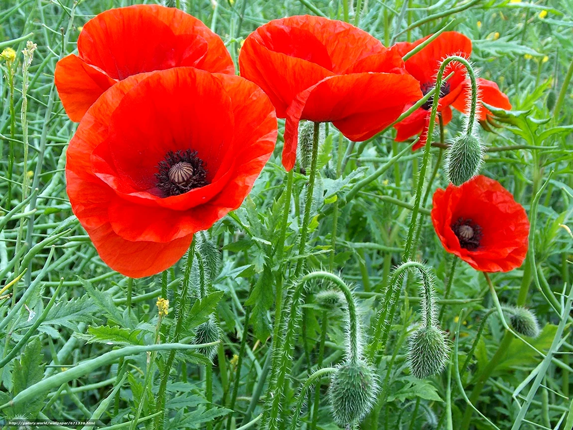 Papaver цветок