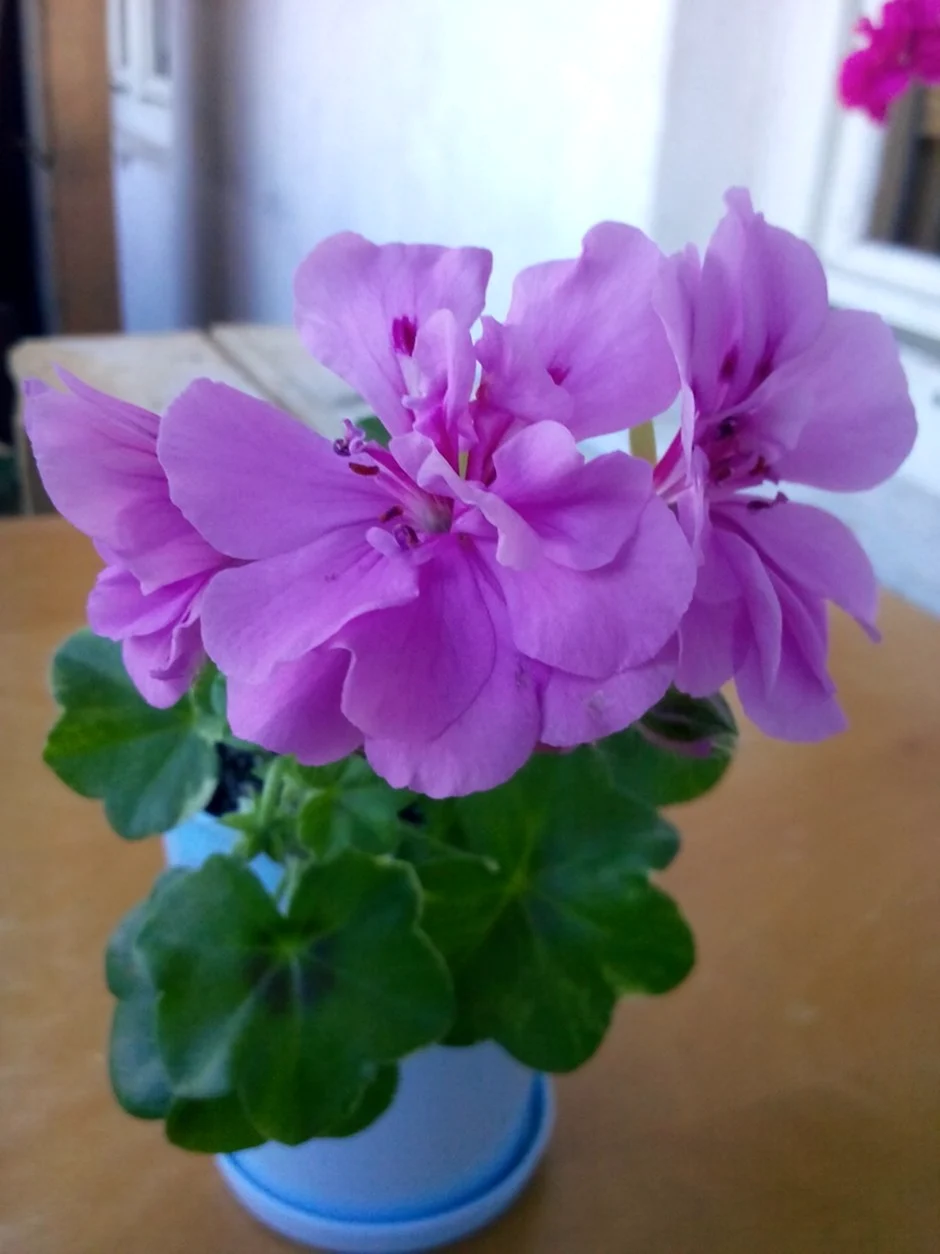 Пеларгония Амелит