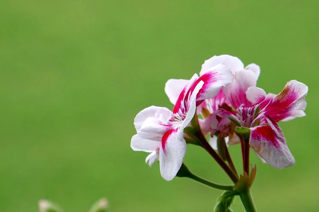 Пеларгония Antik Pink