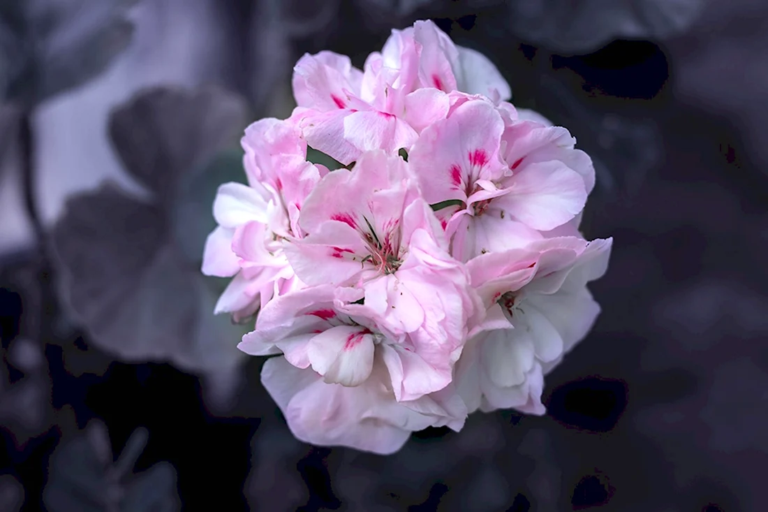 Пеларгония Antik Pink