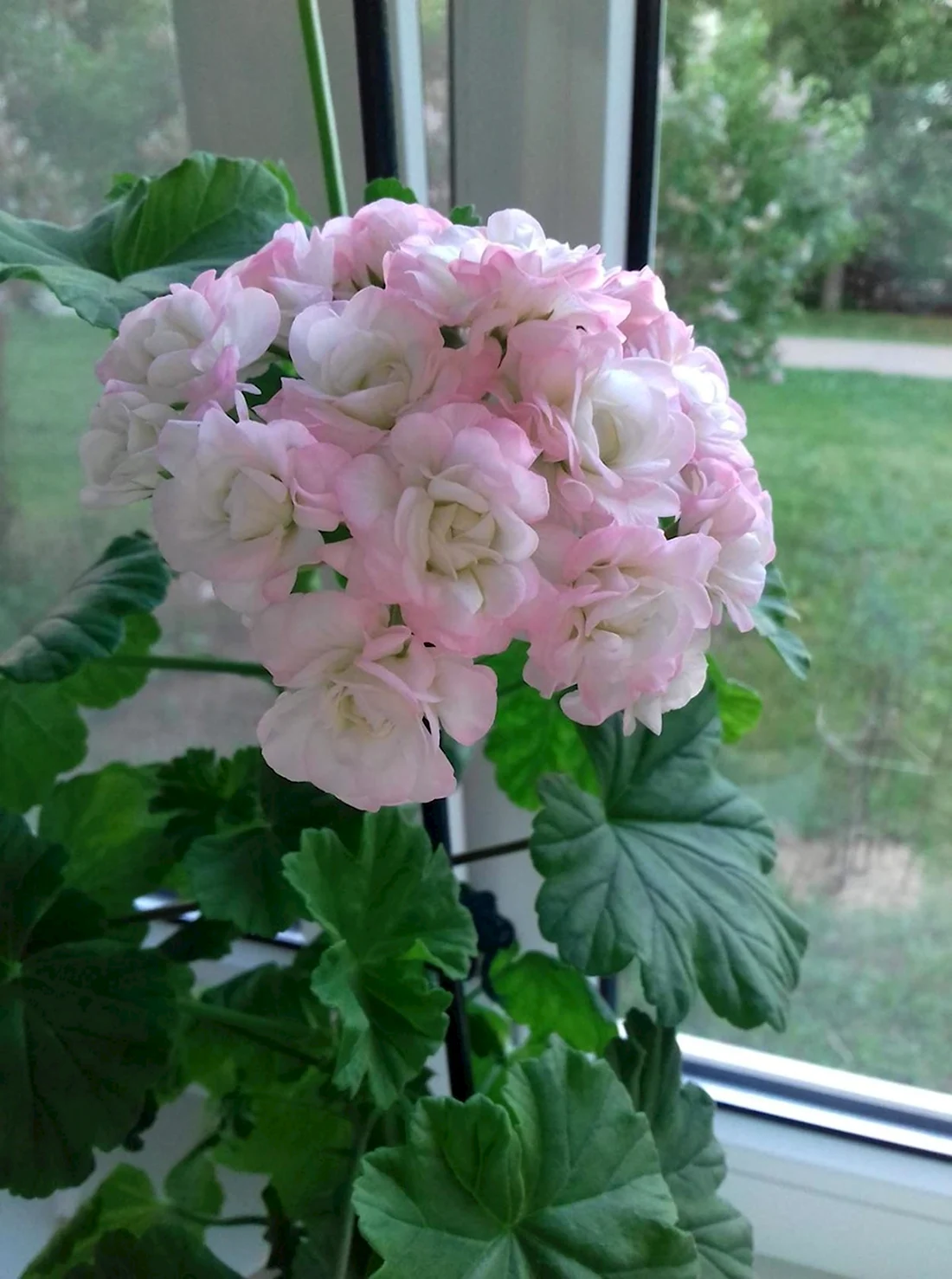 Пеларгония Appleblossom