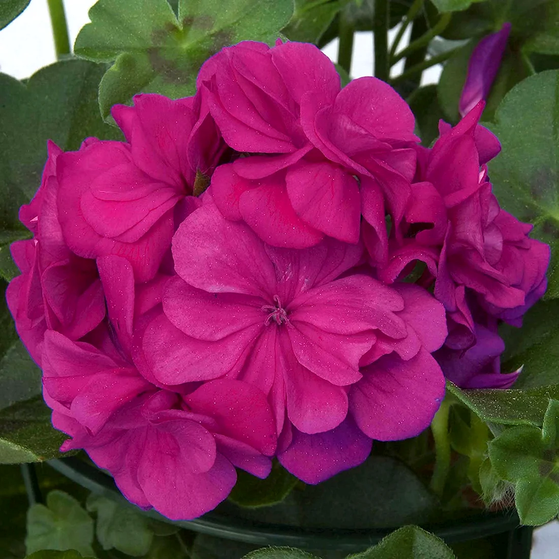 Пеларгония Atlantic Violet
