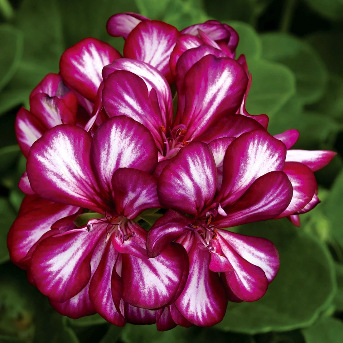 Пеларгония Burgundy Blaze
