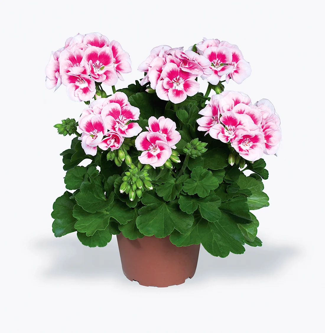 Пеларгония Flower Fairy White Splash