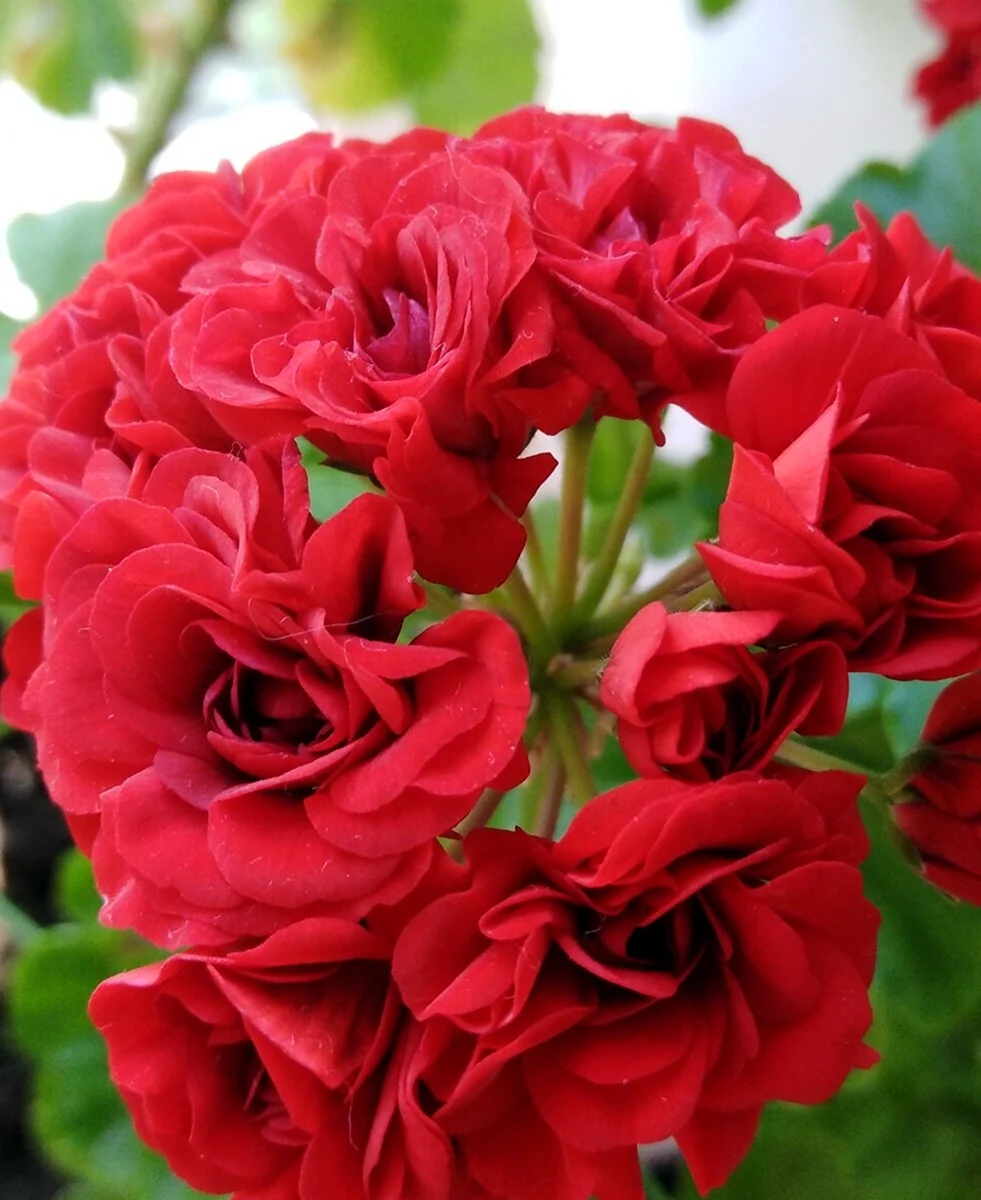 Пеларгония густомахровая Margaretha