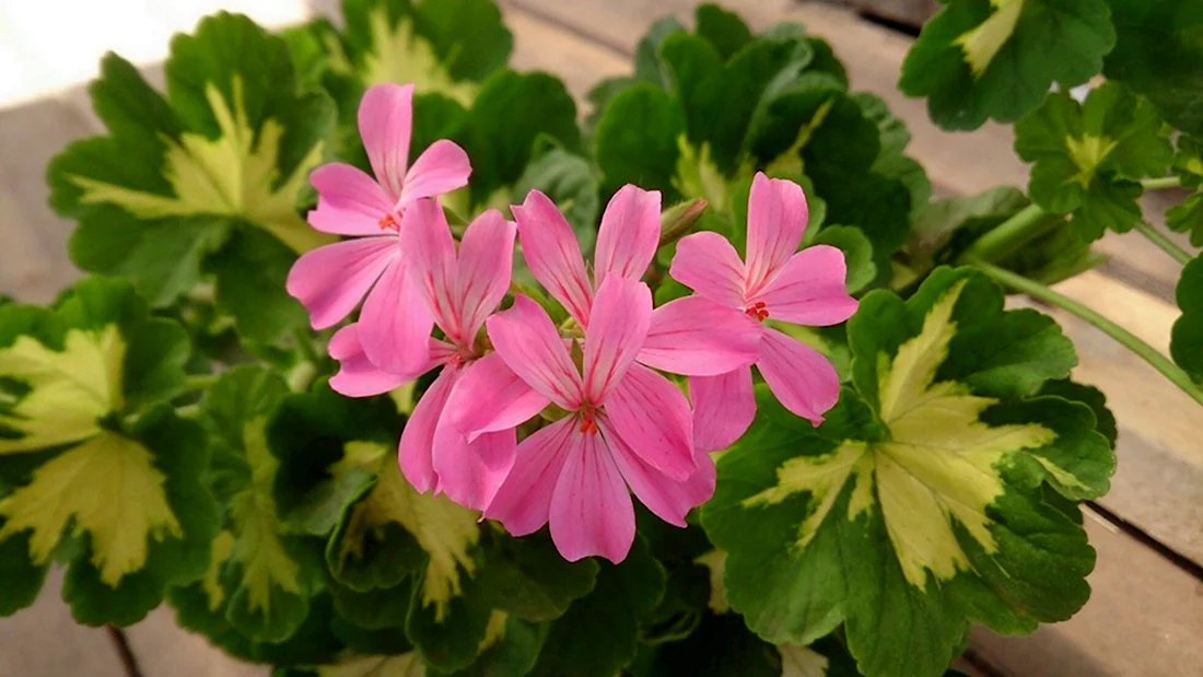 Пеларгония Happy thought Pink