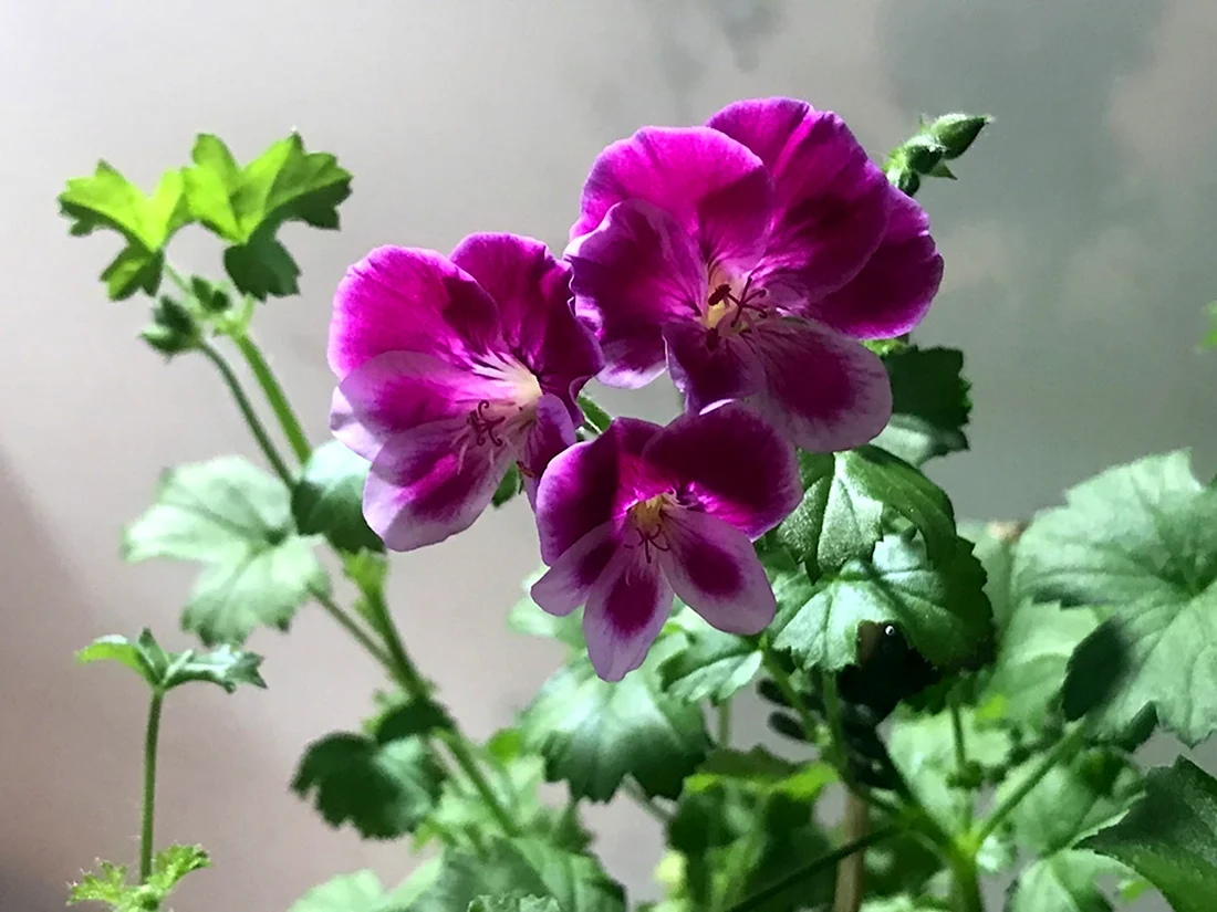 Пеларгония Pac ANGELEYES Viola