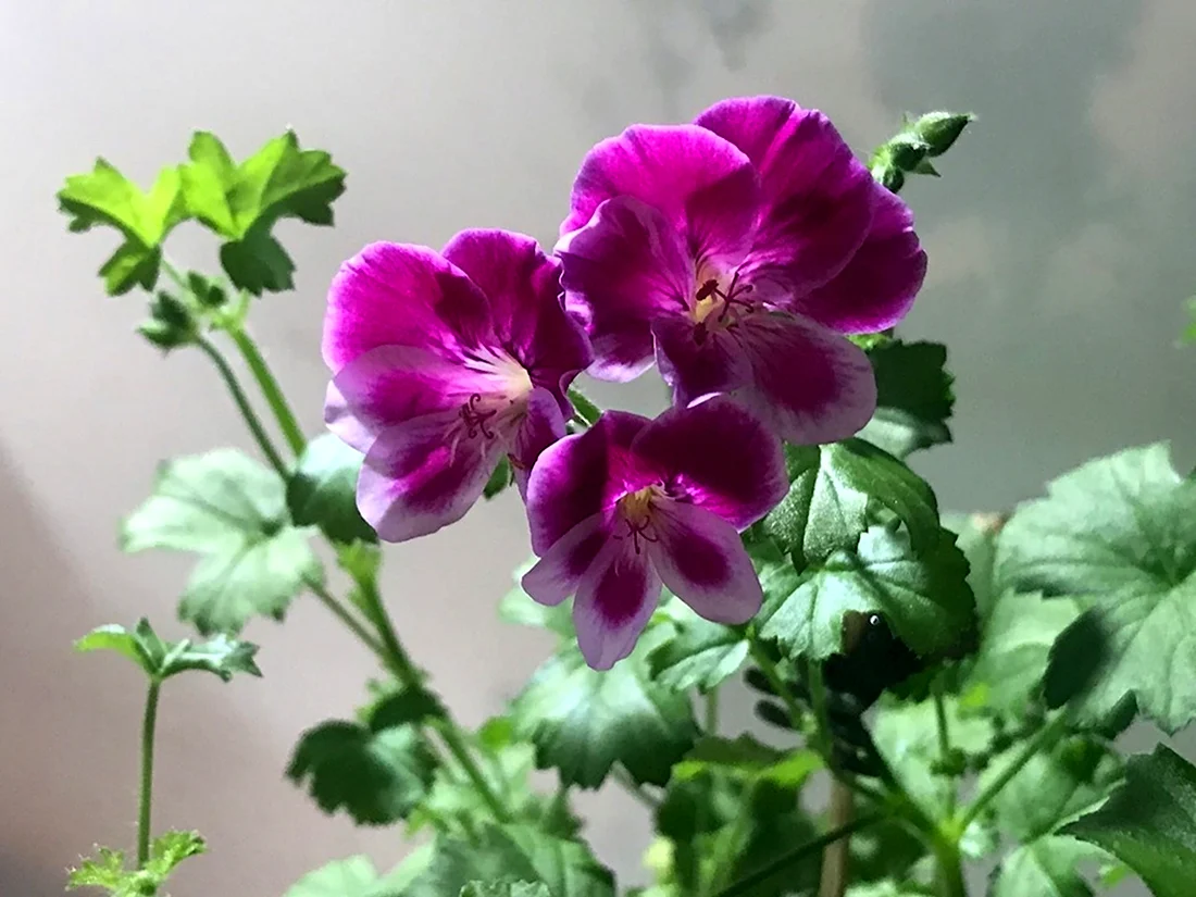 Пеларгония Pac ANGELEYES Viola