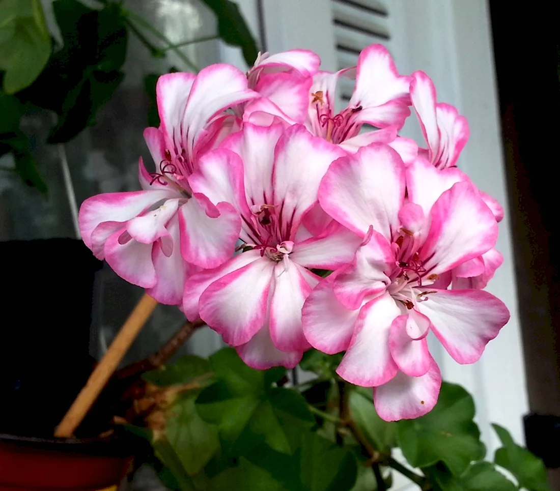 Пеларгония Picotee Pink