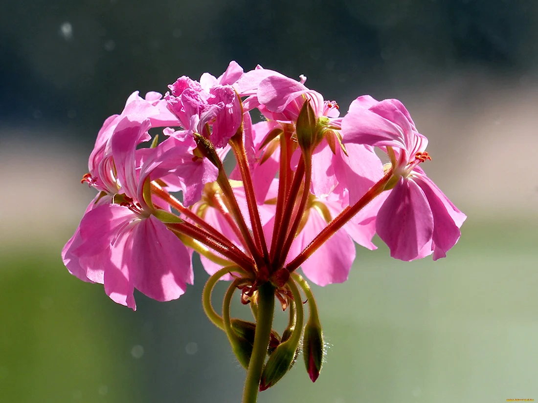 Пеларгония Pink Golden Harry Hieover