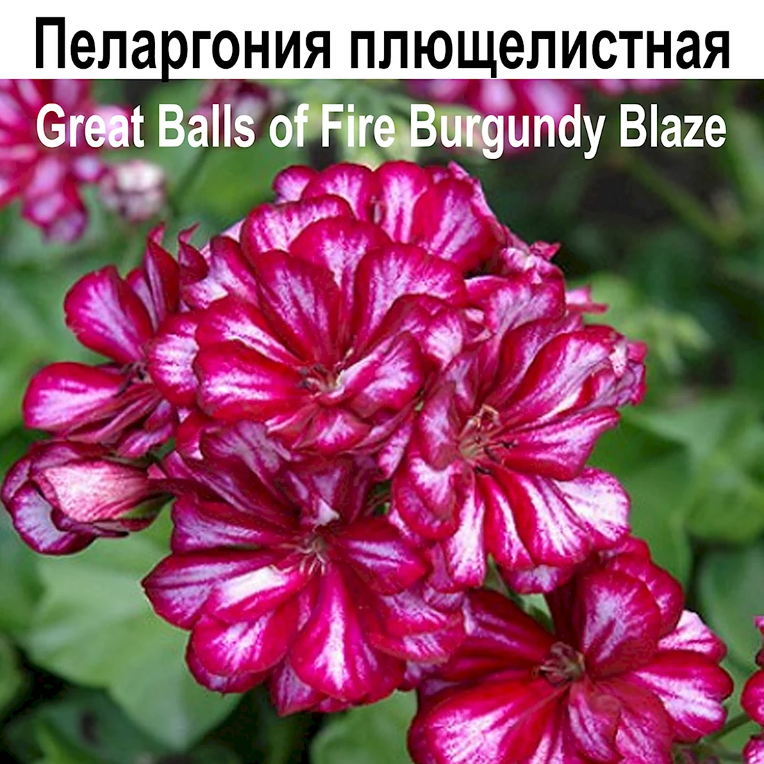 Пеларгония плющелистная Бургундия