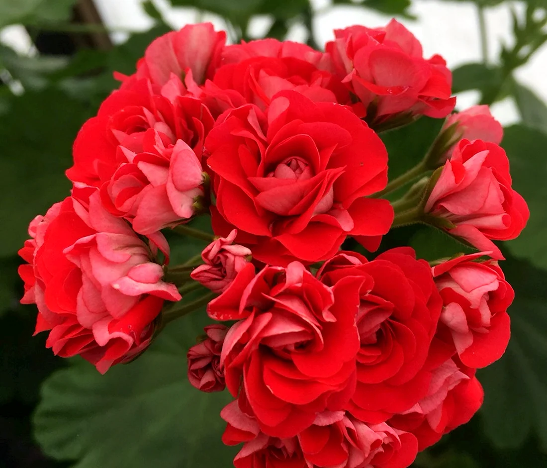 Пеларгония Rosebud Red