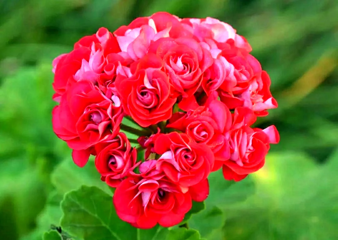 Пеларгония Rosebud Red
