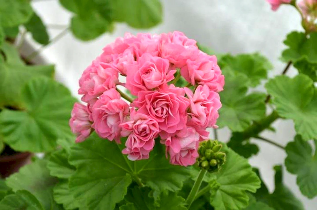 Пеларгония Swanland Pink