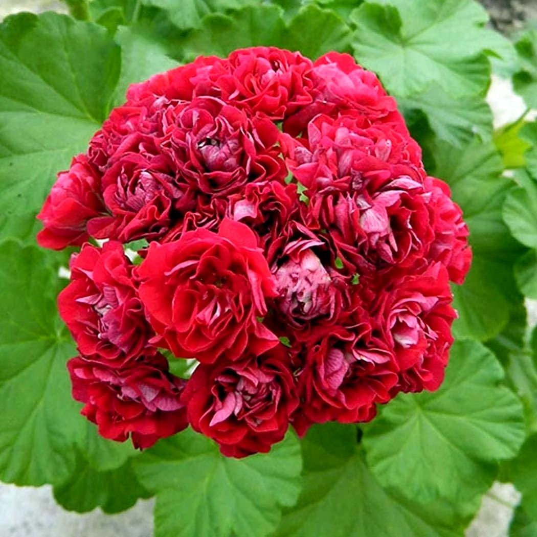 Пеларгония Ungarisk Appleblossom