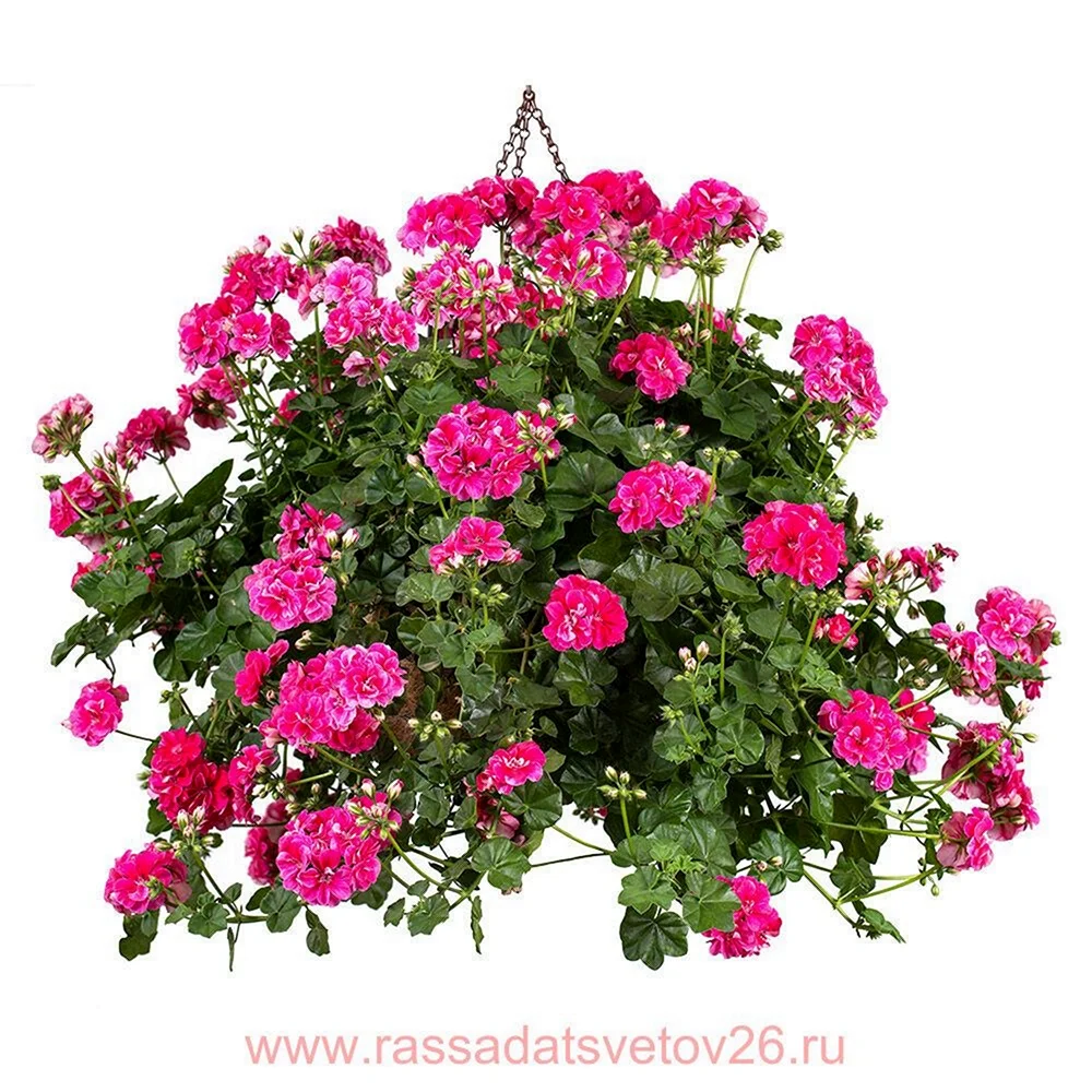 Пеларгония Винтаж Роуз