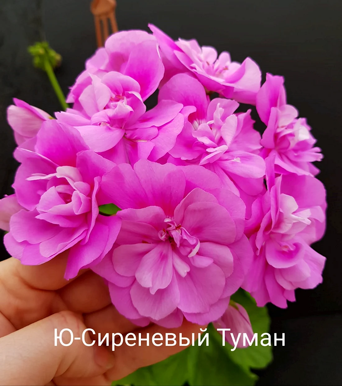 Пеларгония Зонартик сиреневый туман