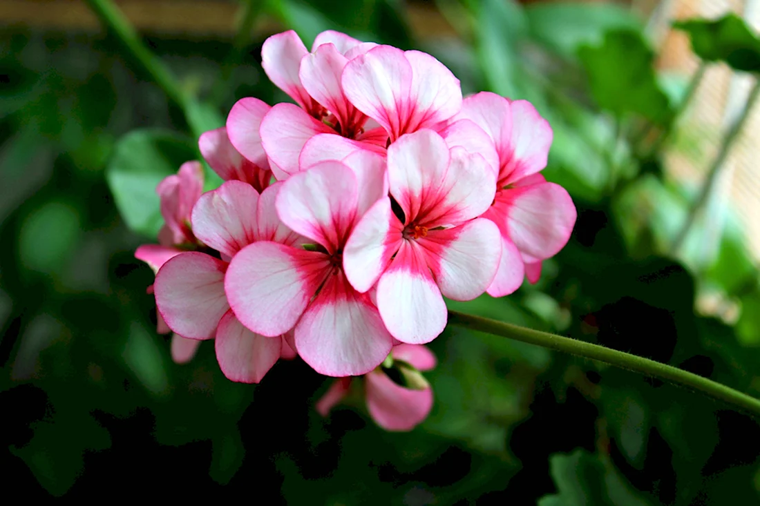 Пеларгония Zumra Joy