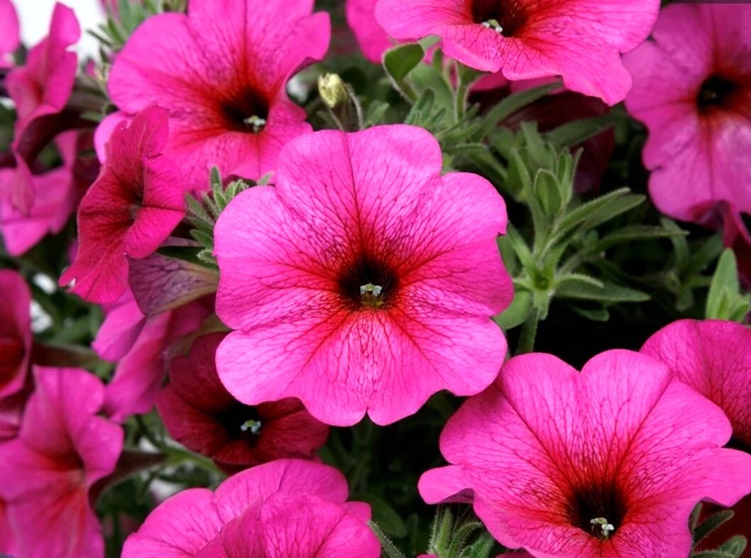 Петхоа Beautical Purple Dawn