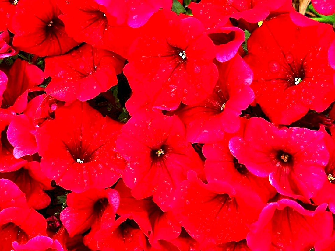 Петуния Potunia Plus Red