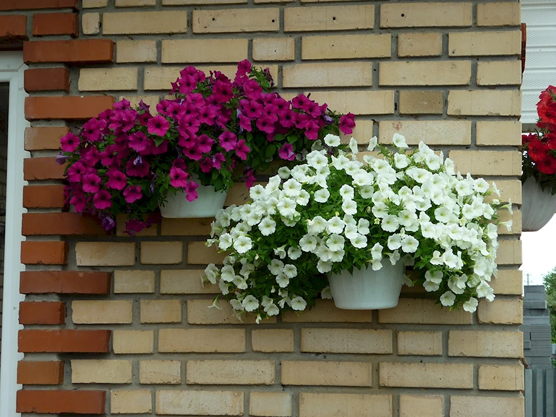 Петуния ШОК Вейв Коконат