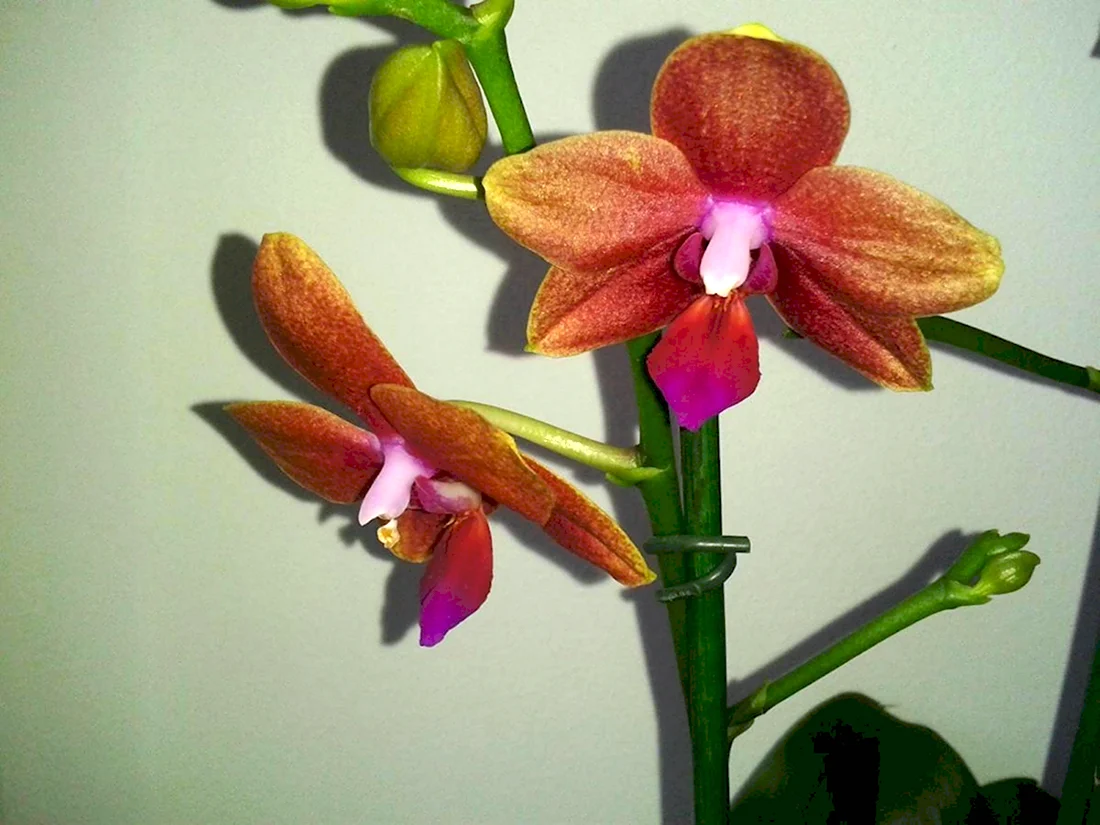 Phal Bronze Buddha