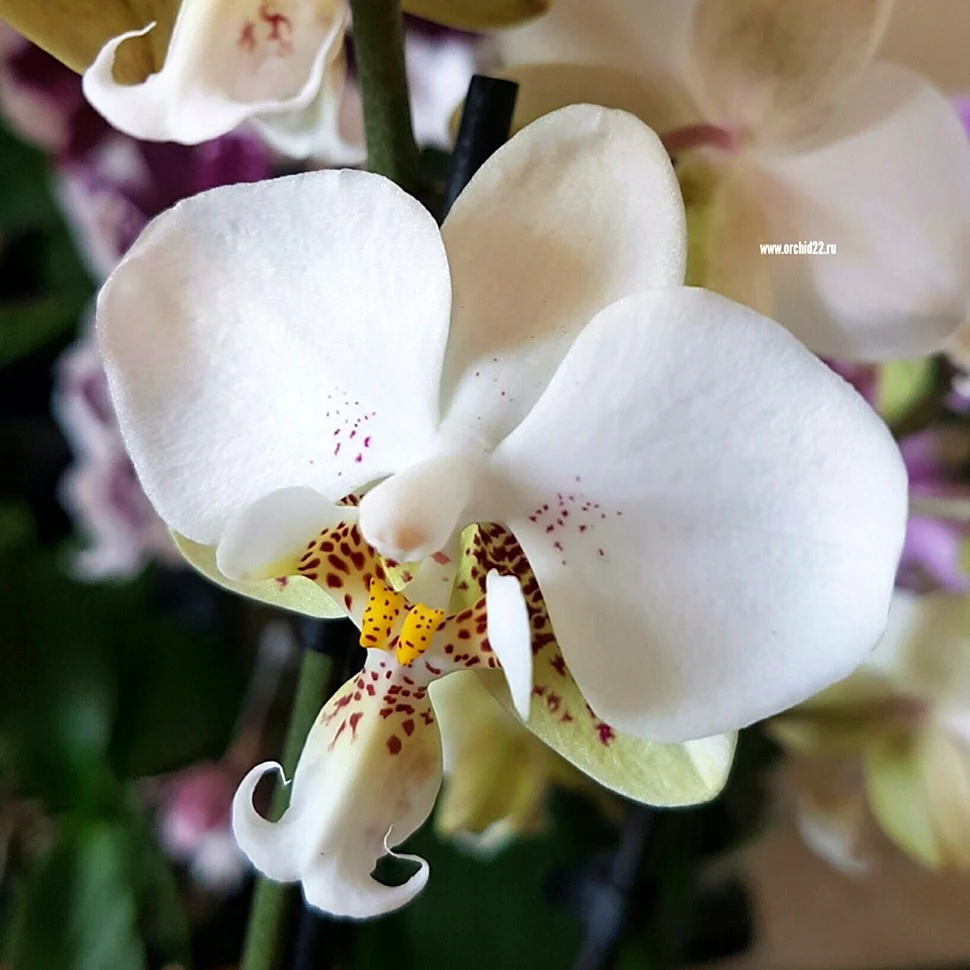 Phal stuartiana Pico Chip