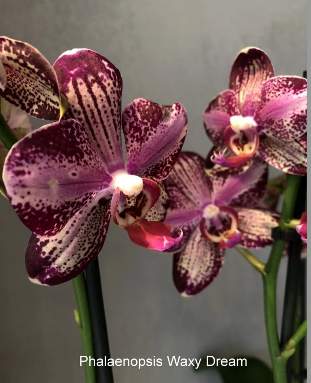 Phal Waxy Dream