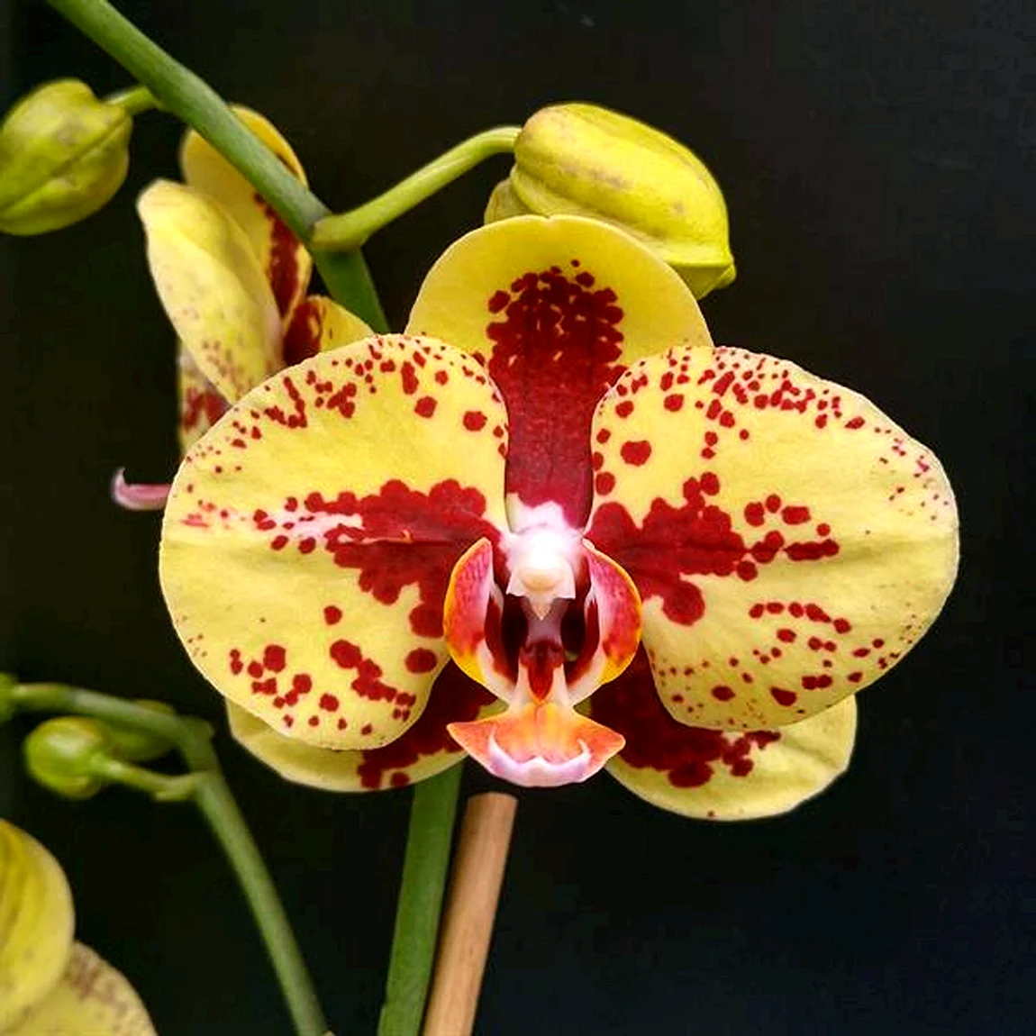 Phal. Charmer