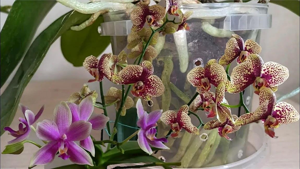 Phal. Pink pollen бабочка