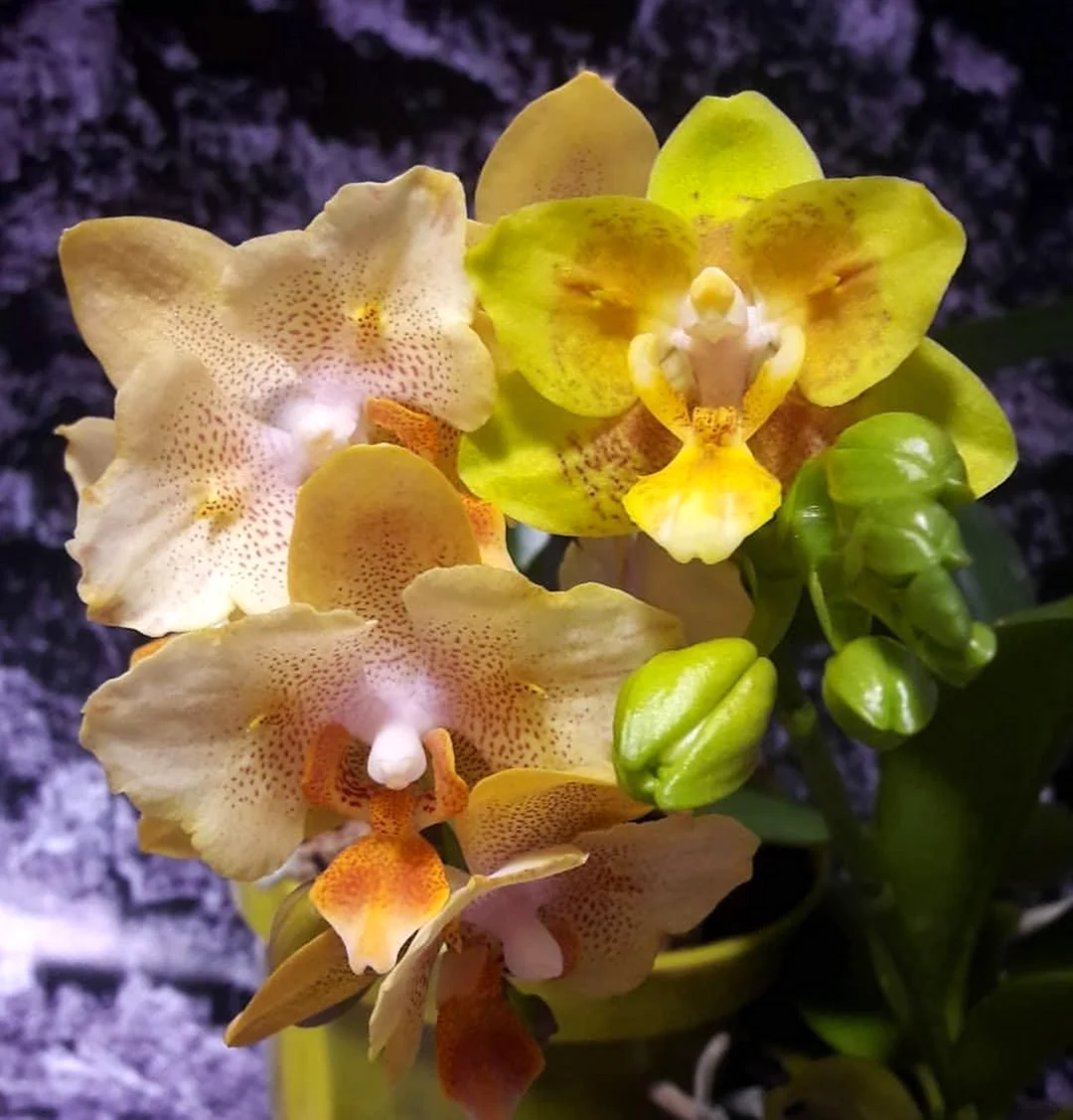 Phal. Sogo Shito