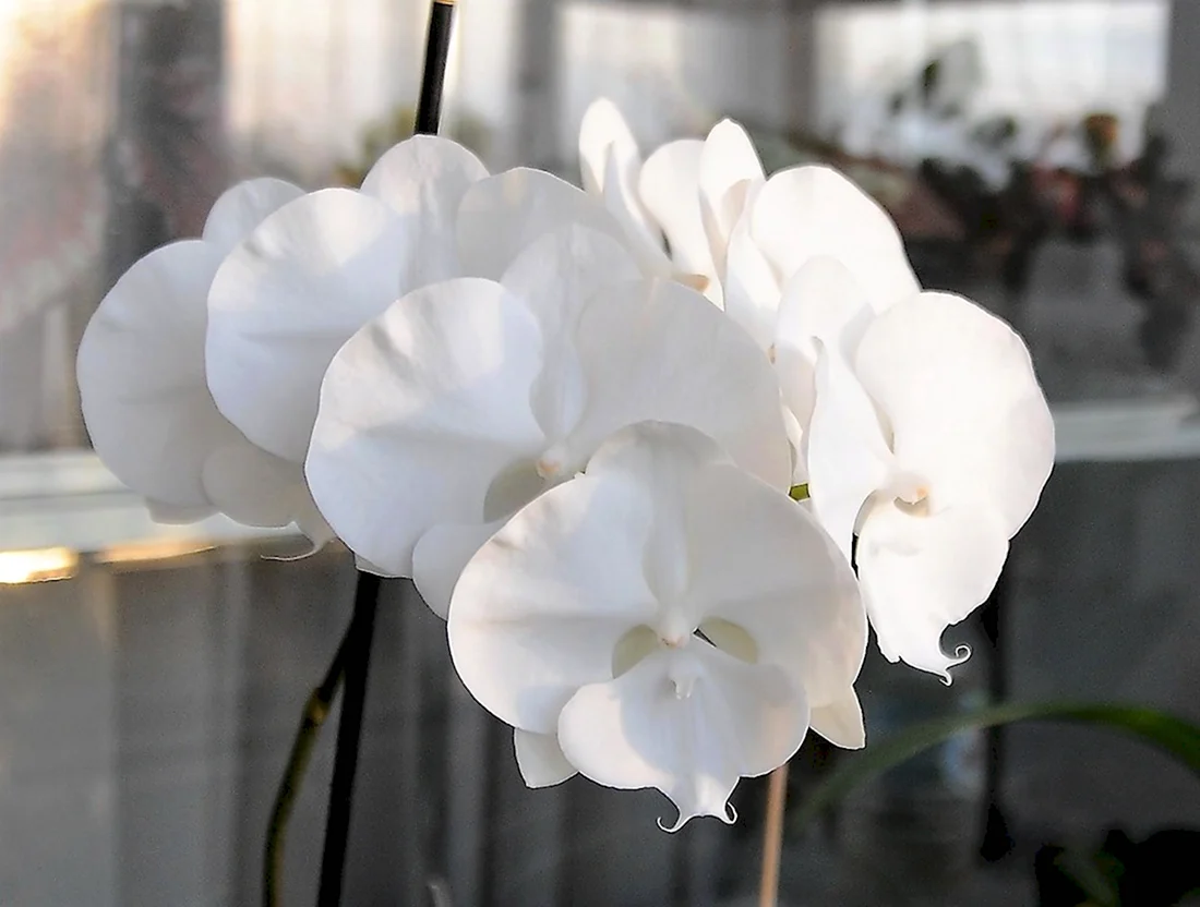 Phal. Sogo Yukidian v3