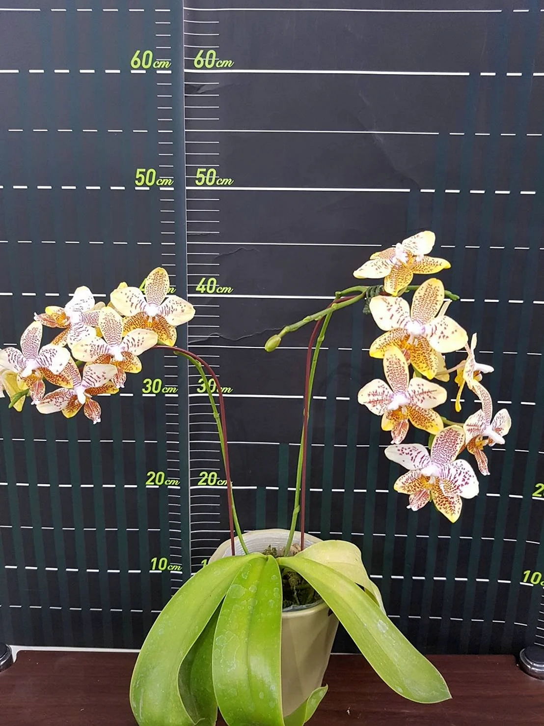 Phal. Stuartiana var. Nobilis × tetraspis Green