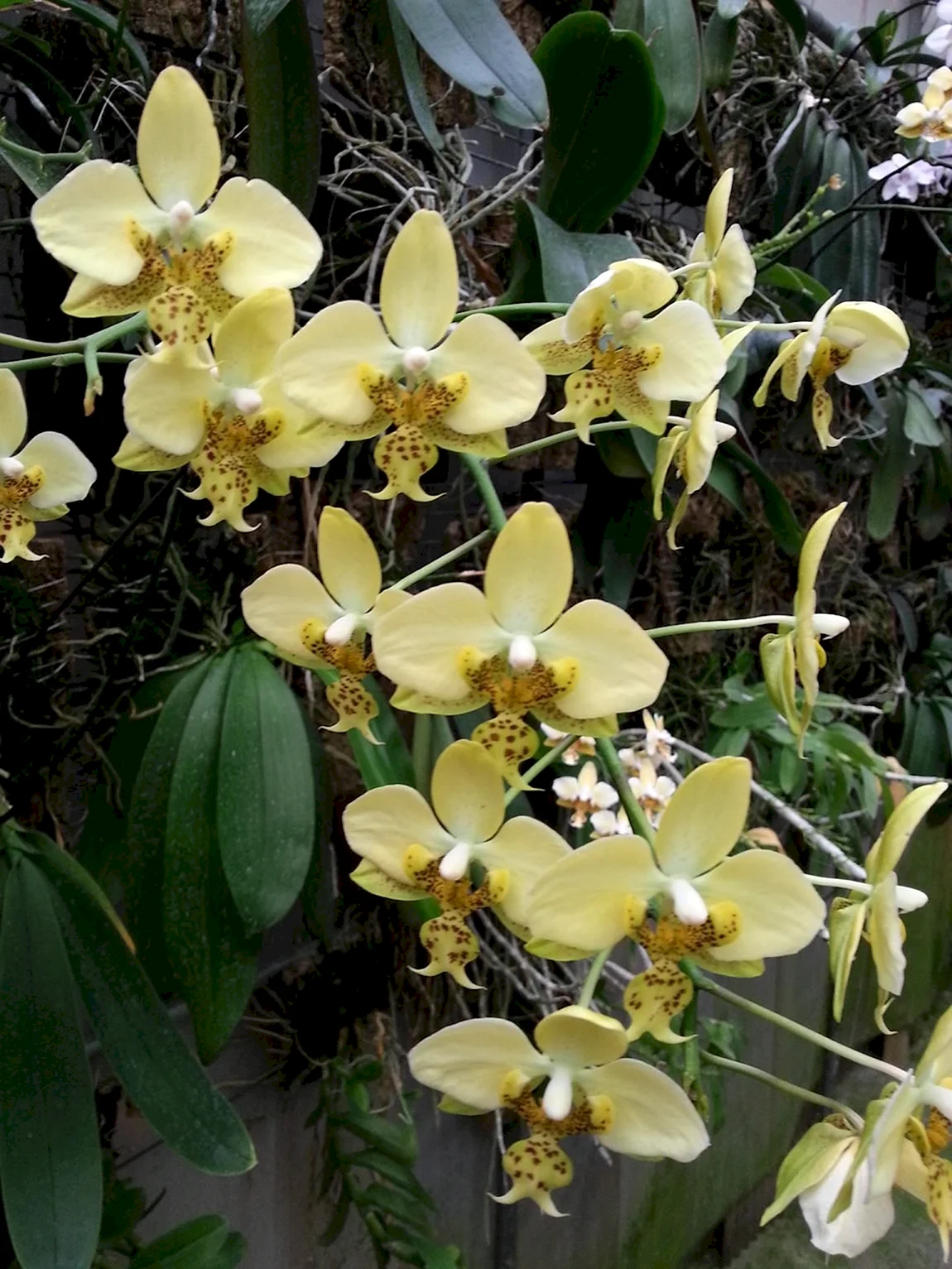Phal. Stuartiana Yellow
