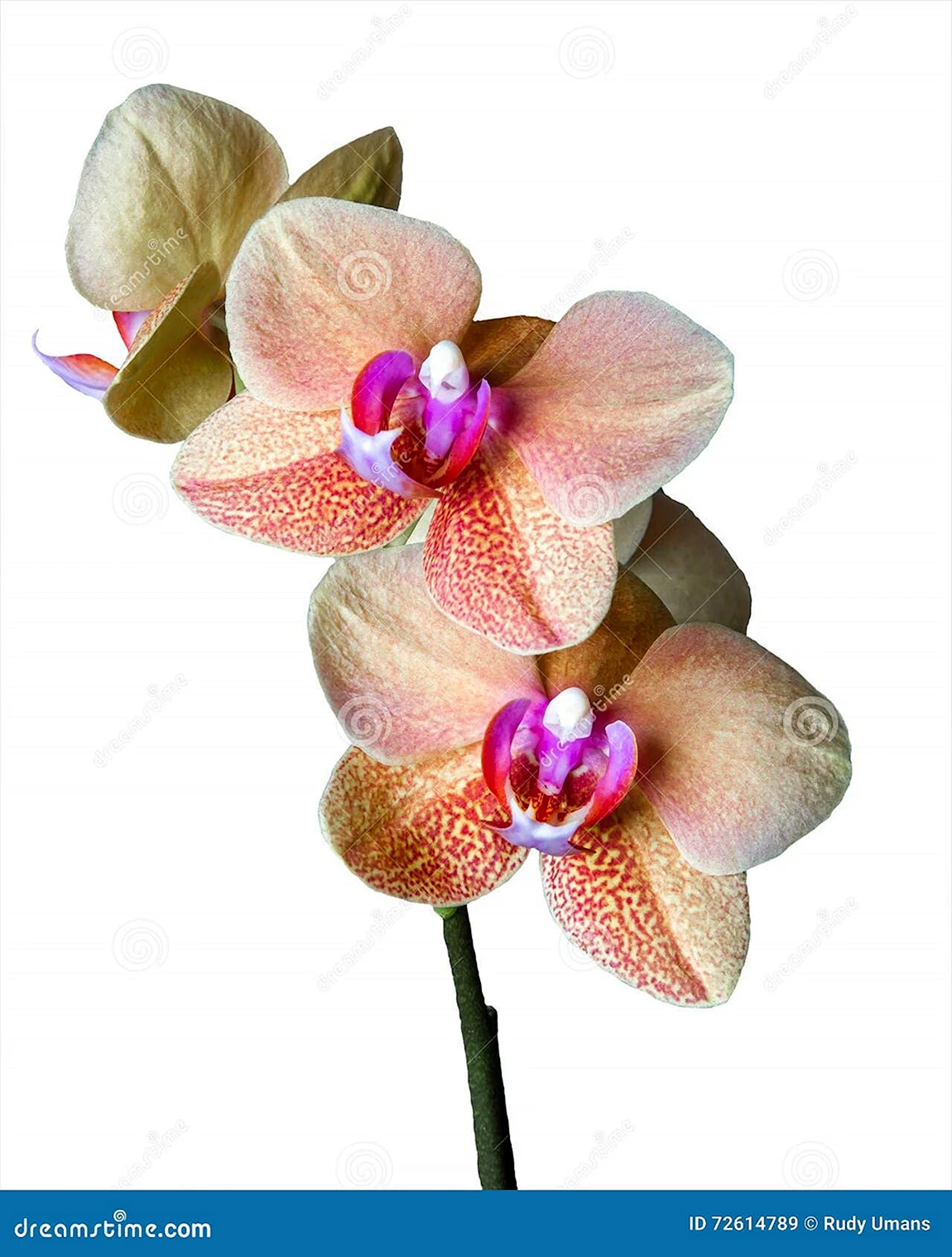 Phal. Surf Song a08261