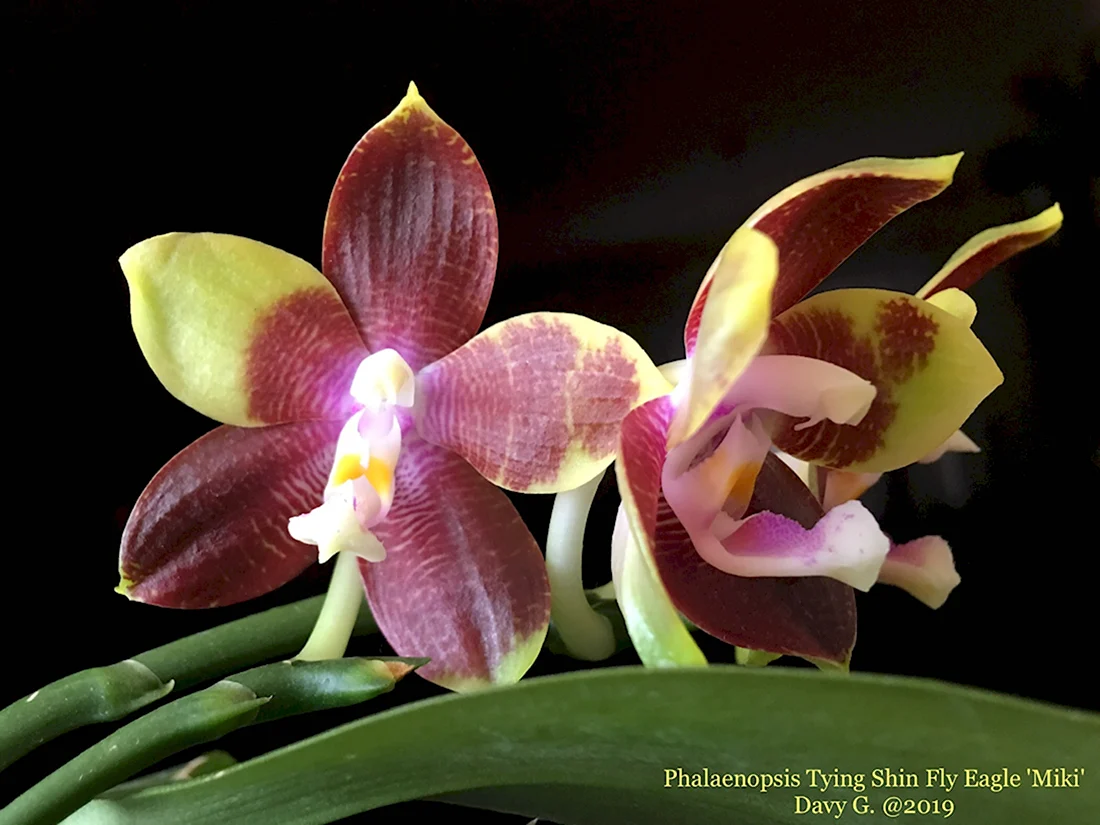 Phal. Tying Shin Fly Eagle
