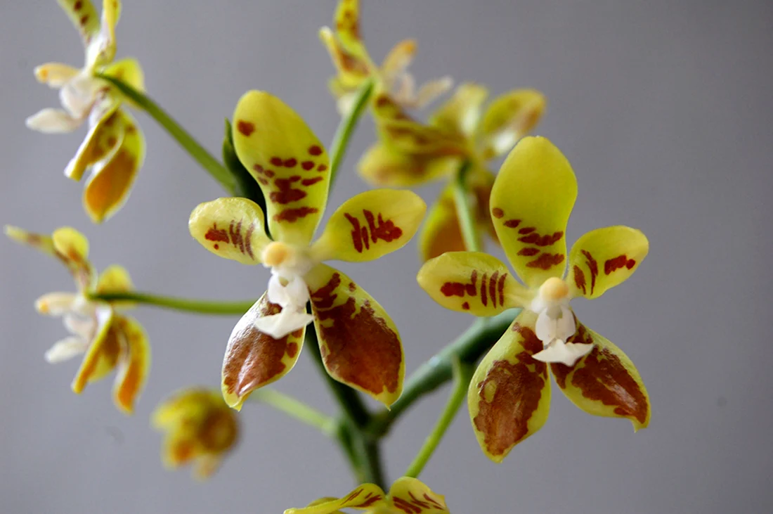 Phal. Viridis