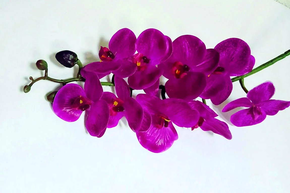 Phalaenopsis фуксия