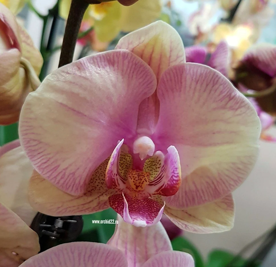Phalaenopsis Микимото