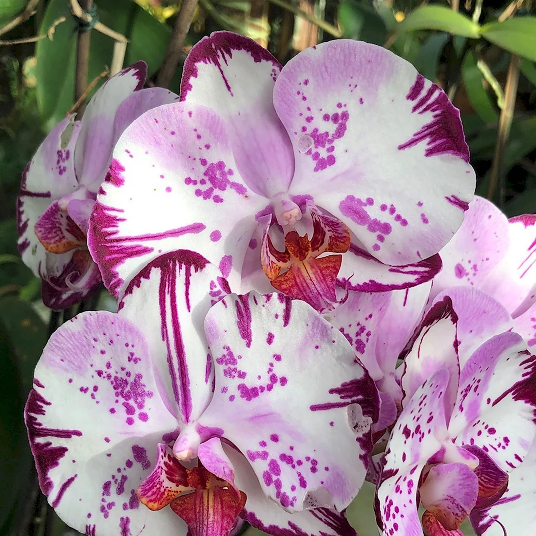 Phalaenopsis Queens Kizz - орхидеи
