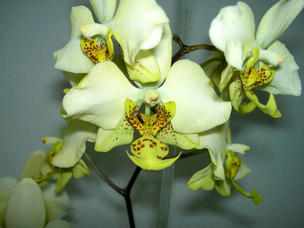 Phalaenopsis stuartiana Yellow